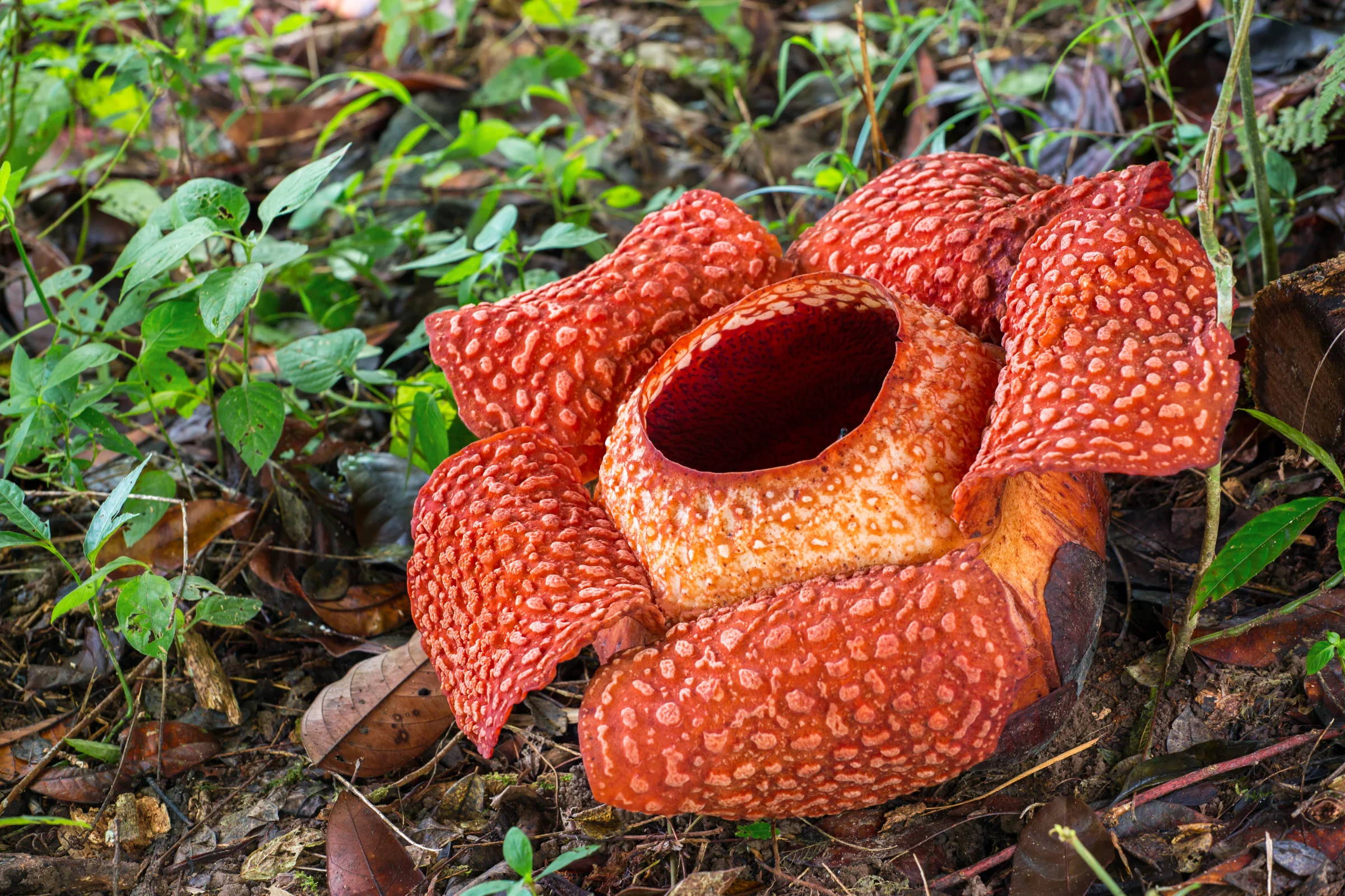 Eco-Tourism in Sabah